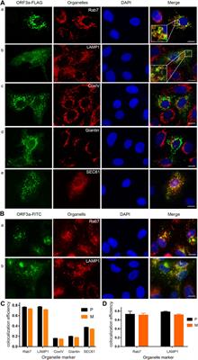 A novel diG motif in ORF3a protein of SARS-Cov-2 for intracellular transport